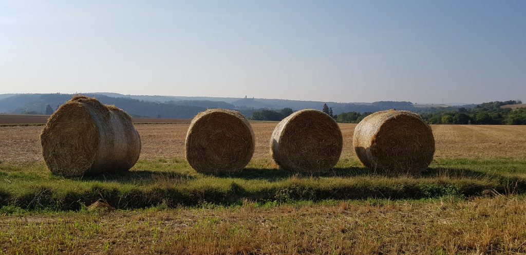 Darstellung von Weizenballen auf einem Feld wegen Weizenunverträglichkeit